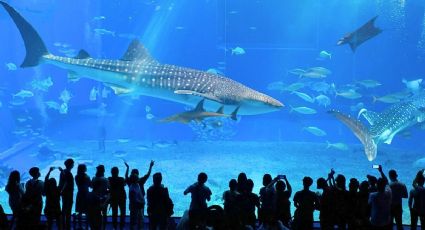 Logran nacimiento de tiburones puntas blancas en acuario de CDMX y buscan liberarlos en el océano