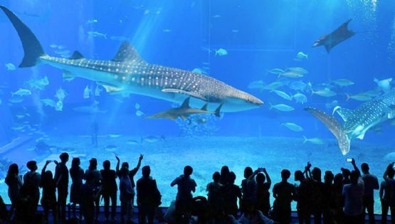 Logran nacimiento de tiburones puntas blancas en acuario de CDMX y buscan liberarlos en el océano