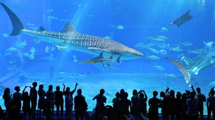 Logran nacimiento de tiburones puntas blancas en acuario de CDMX y buscan liberarlos en el océano