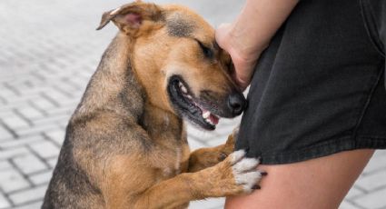 Llega el Festival de adopción selectiva de perritos a la CDMX: dónde y cuándo