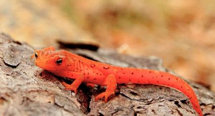 México suma tres nuevas especies de salamandras y emociona a científicos