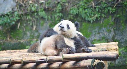 La única panda gigante de América cumple 36 años y así podrás enviarle felicitaciones