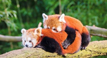 Taiwán da bienvenida a pandas rojos de China y así fue el momento