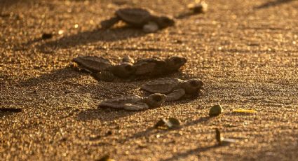 El viaje más importante de 34 millones de tortugas que lograron llegar al océano