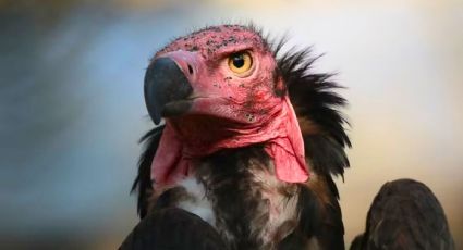 El vuelo del cóndor que da esperanza a una especie rescatada de la extinción