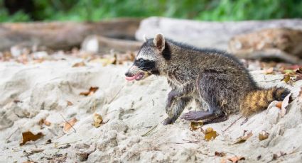 ¿Qué hacer si encuentras mapaches en tus viajes por las playas de Holbox?