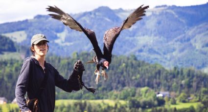 El vuelo del cóndor que da esperanza a una especie rescatada de la extinción