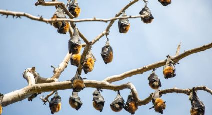 Noche y Campamento de Murciélagos te espera para conocer a los guardianes de la biodiversidad en CDMX