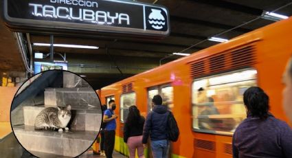 Amor en el caos: la colonia de gatitos que trabajadores y usuarios salvan en el Metro Chabacano
