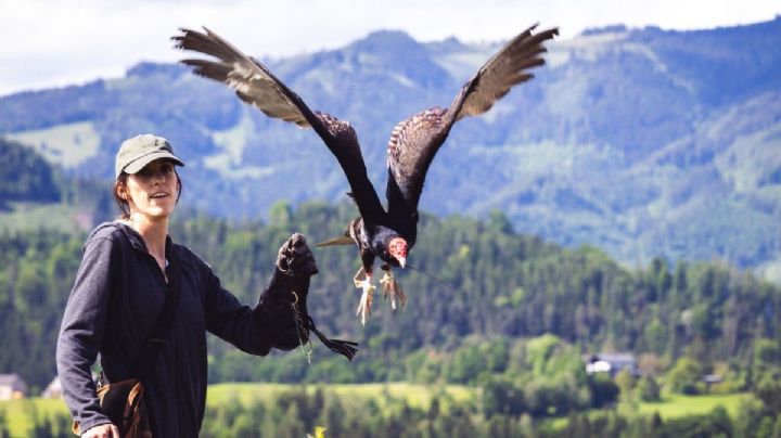El vuelo del cóndor que da esperanza a una especie rescatada de la extinción