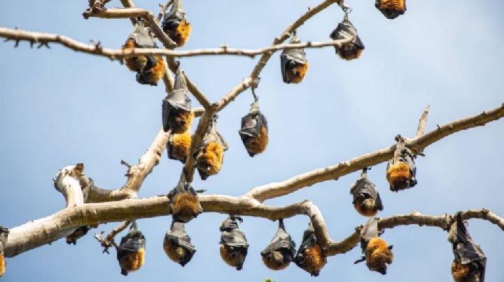 Noche y Campamento de Murciélagos te espera para conocer a los guardianes de la biodiversidad en CDMX