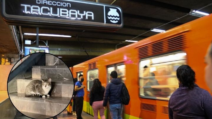 Amor en el caos: la colonia de gatitos que trabajadores y usuarios salvan en el Metro Chabacano