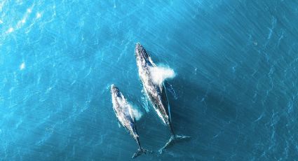 ¡Miles de kilómetros juntas! La historia de una ballena y su cría que conmovió a científicos