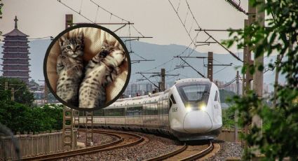 Parques y viajes en tren, los nuevos lujos que están conquistando a los gatos en China