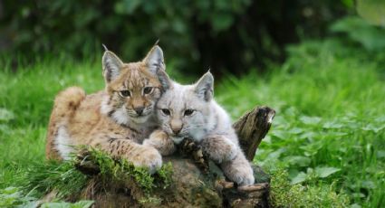 El lince rojo, el depredador que ayuda a conservar la biodiversidad en el Pico de Orizaba