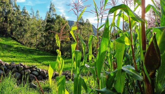 El pueblito de Hidalgo donde puedes descubrir pitahayas, arte virreinal y antiguas tradiciones