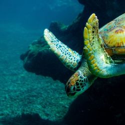 Día Mundial de la Tortuga Marina: ¿Cuáles son todas las especies que visitan las playas de México?