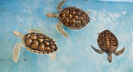 El Pueblo Mágico con playa que protege a las tortugas marinas y puedes disfrutar el finde
