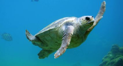 Día Mundial de las Tortugas Marinas: visita el Pueblo Mágico que protege a esta especie