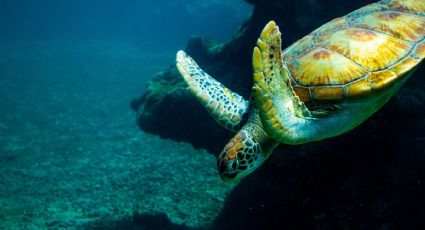 Día Mundial de la Tortuga Marina: ¿Cuáles son todas las especies que visitan las playas de México?