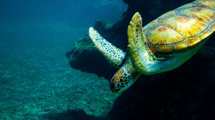 Día Mundial de la Tortuga Marina: ¿Cuáles son todas las especies que visitan las playas de México?
