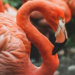 ¡Con flamencos y pelícanos! La isla escondida cerca de Holbox que parece un santuario natural