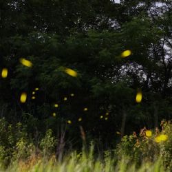 La hacienda de Tlaxcala que combina avistamiento de luciérnagas, paisajes y comida típica