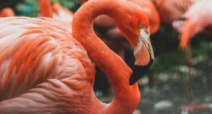 ¡Con flamencos y pelícanos! La isla escondida cerca de Holbox que parece un santuario natural