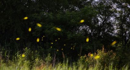 La hacienda de Tlaxcala que combina avistamiento de luciérnagas, paisajes y comida típica