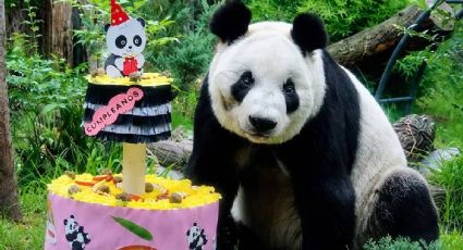 ¡Cambio de fecha! La pandita Xin Xin pospone su festejo de aniversario en Chapultepec