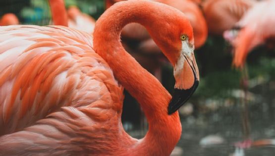 ¡Con flamencos y pelícanos! La isla escondida cerca de Holbox que parece un santuario natural