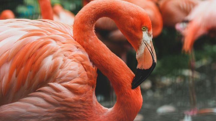 ¡Con flamencos y pelícanos! La isla escondida cerca de Holbox que parece un santuario natural