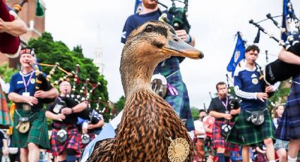 México vs Escocia: El pato Donny, el ‘rival’ de Merlín que conquistó corazones en el Mundial 2026