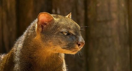 La inesperada aparición de un yaguarundi que da esperanza a la fauna de Hidalgo