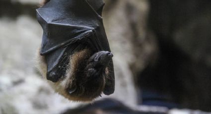 ¡Al rescate! El último refugio del murciélago que se resguarda en Tepoztlán