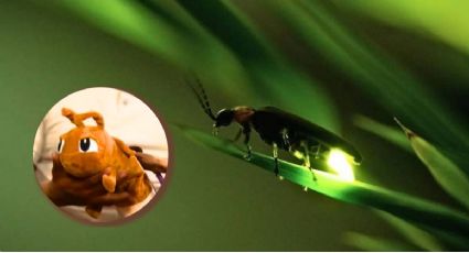 Luciana: la artesanía inspirada en las luciérnagas que impulsa la conservación en Puebla