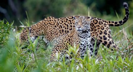 ¡Paseo familiar! Captan a una jaguar y sus dos crías recorriendo una reserva natural de Guanajuato
