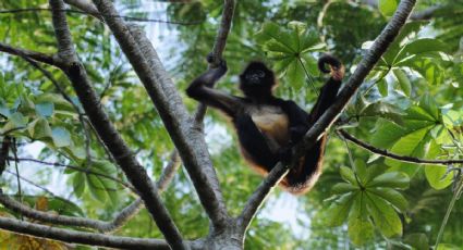 Día de los Bosques Tropicales: ¿Cuáles son los más importantes en México y cómo cuidarlos?