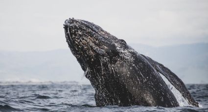 Alonso I. Rodríguez conquista festival internacional con “A Letter From a Whale Guide”