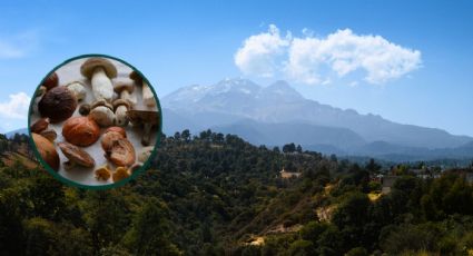 Hongosto llega a Amecameca para disfrutar sus paisajes naturales y muchos hongos