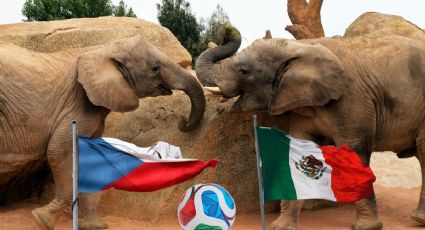 ¡Adiós al pulpo Paul! Elefantes mexicanos predicen quién ganará en el México vs Chequia