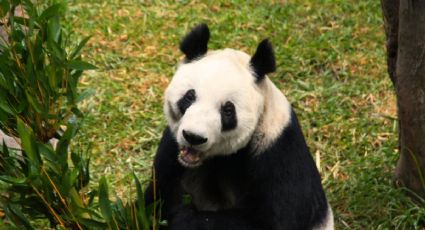 ¿A qué hora inicia la celebración del cumpleaños de Xin Xin en Chapultepec?