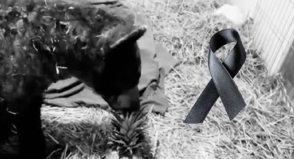 Muere Mina, la osa rescatada por Profepa: ¿qué fue lo que le sucedió?