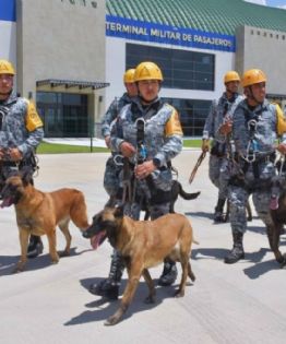 ¡Perritos al rescate! Ejército Mexicano envía binomios caninos para apoyar a Venezuela tras los sismos
