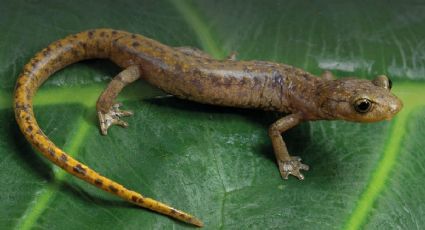 ¡Un tesoro escondido! Descubren tres nuevas especies de salamandras en Oaxaca