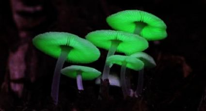 El bosque fluorescente de Querétaro que brilla en las noches lluviosas de verano