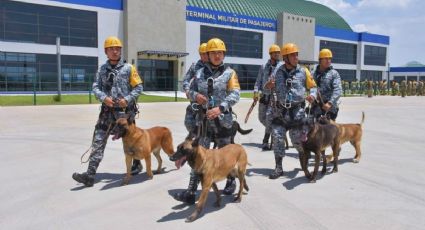 ¡Perritos al rescate! Ejército Mexicano envía binomios caninos para apoyar a Venezuela tras los sismos