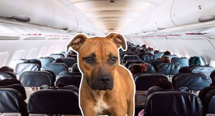 ¿Cuánto cuesta hacer un viaje fuera de México con tu mascota en verano del 2026?