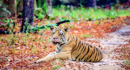 ¡Sorpresa en Edomex! Un tigre escapa de una reserva y así buscan ponerlo a salvo