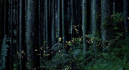 Noches en la CDMX: así puedes disfrutar el Festival de Luciérnagas en el Bosque de Chapultepec